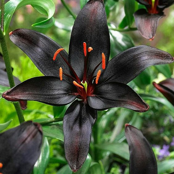 Black Lily: A Proud Black Flower