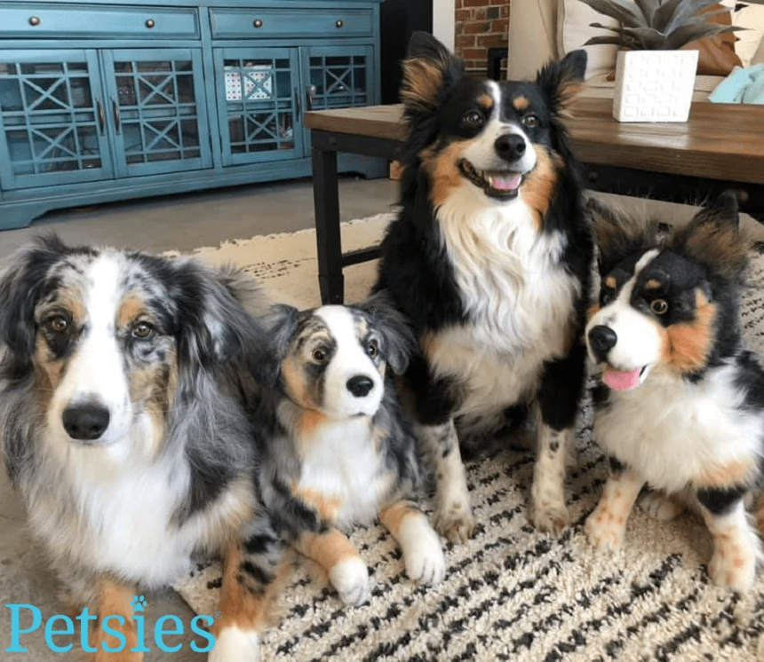 Finding the Best Personalized Dog Gift: What Every Dog Parent Should Know