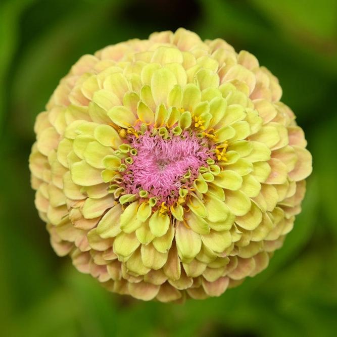 Zinnia Queeny Lemon Peach Flower | X 30 Seeds