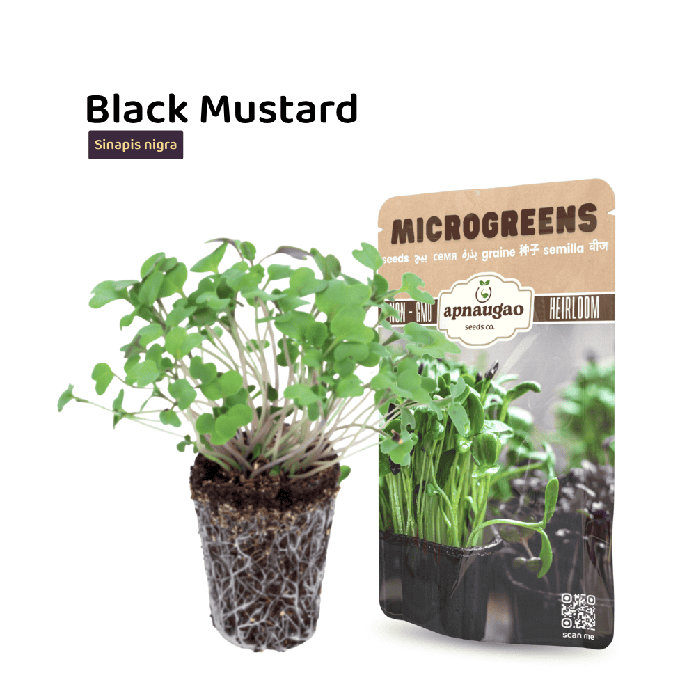 Black Mustard Microgreens Seeds – Spicy, Nutritious & Fast-Growing