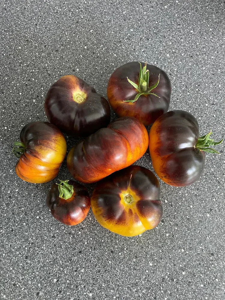 Lucid Gem Tomato Seeds Organic, Heirloom Tomatoes
