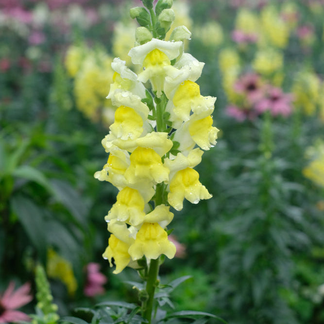 Snapdragon Costa Summer Yellow Flower | X 50 Seeds