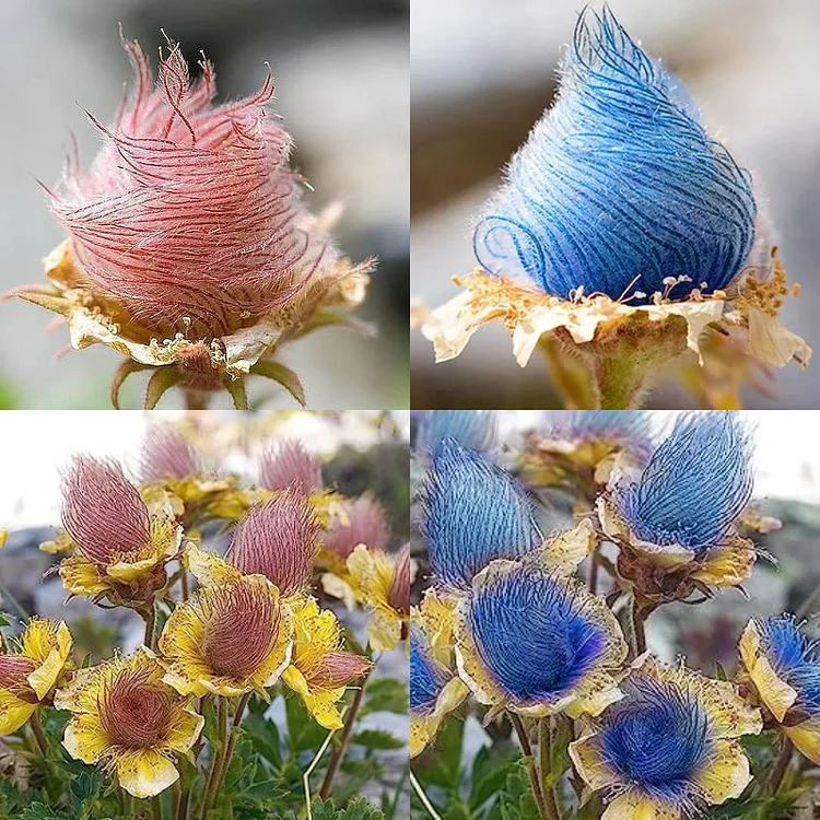 Prairie Smoke Flower Seeds 