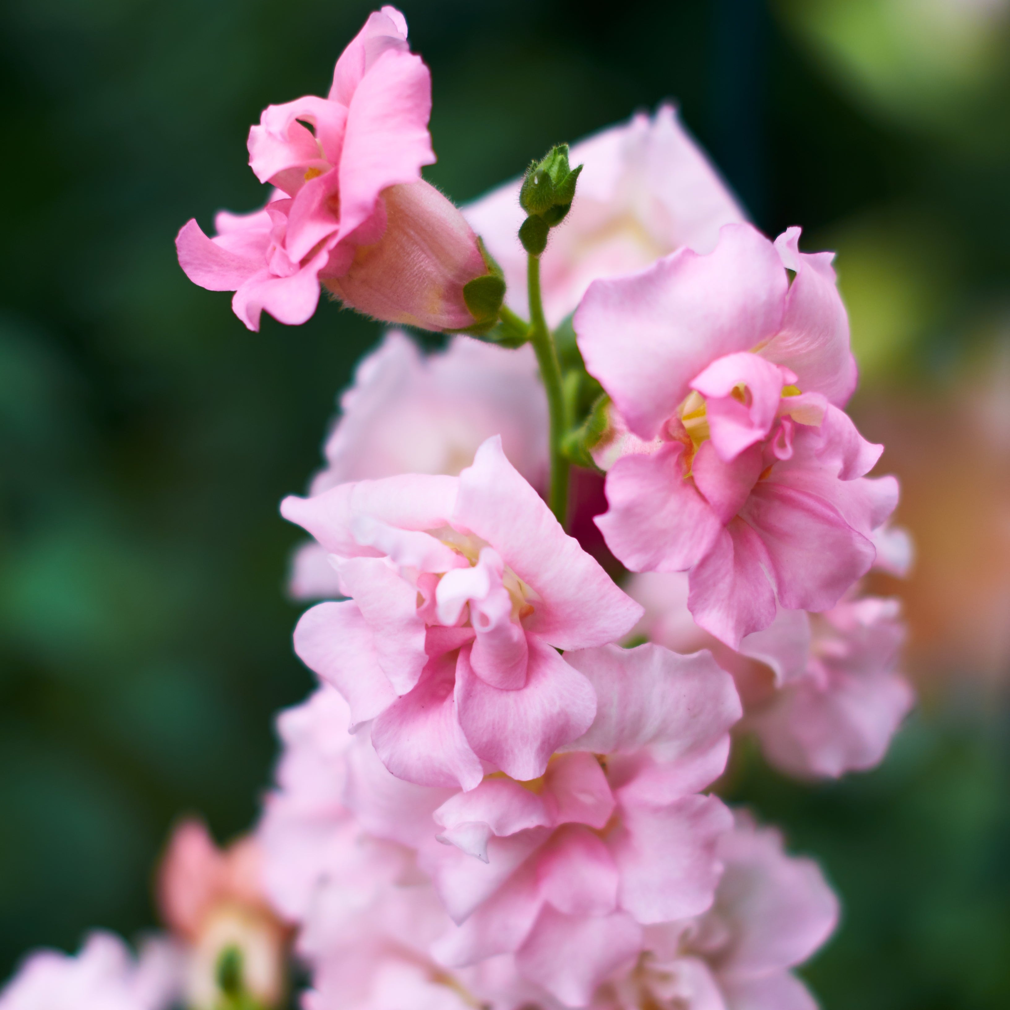 Snapdragon Madame Butterfly Pink Flower | X 50 Seeds