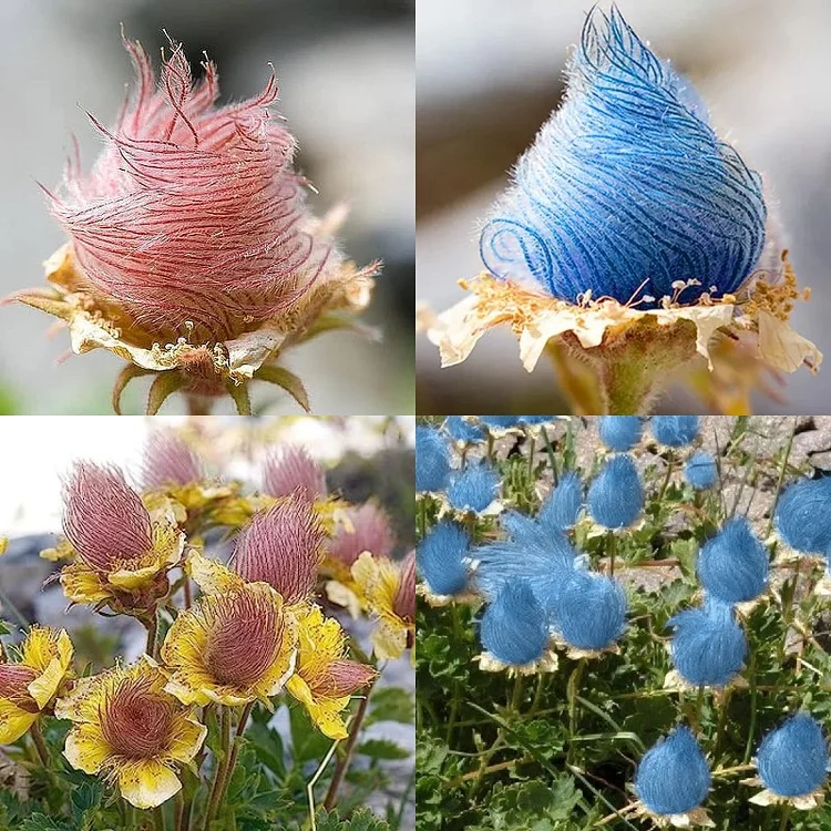 Prairie Smoke Flower Seeds 