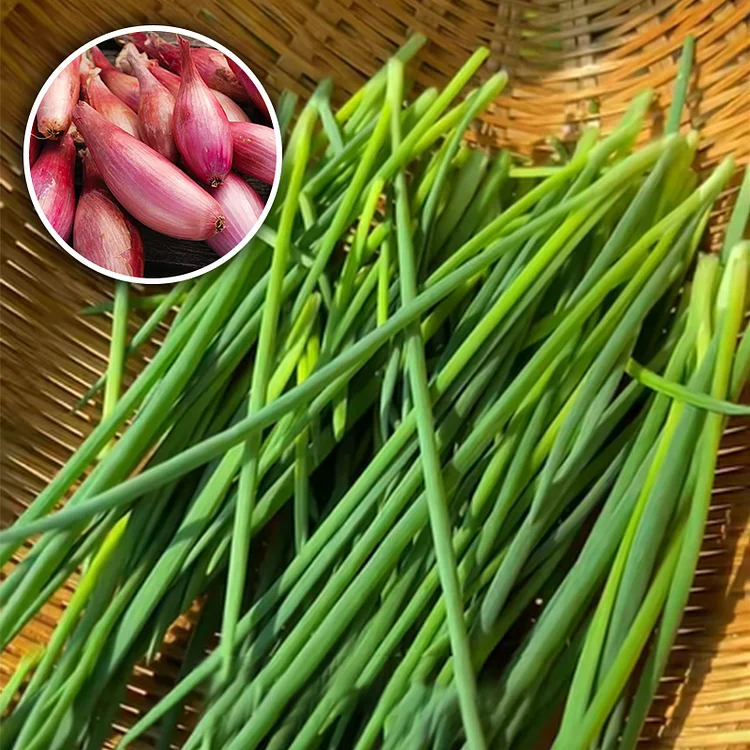 ✨🥰 Fast ripening in 18 days for an easy harvest 🍀 Fire Onion Heads