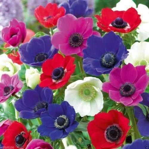 50 Anemone Bulbs - Mixed colors of pink, purple, white, fushia and red, Size 6/7