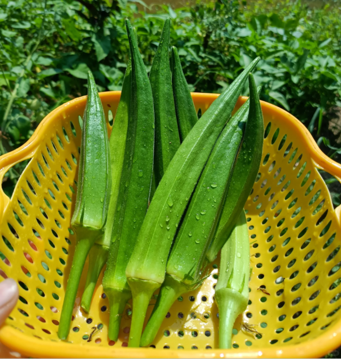 Four seasons sowing🌱New favorite of balcony and courtyard🏡Fruit okra