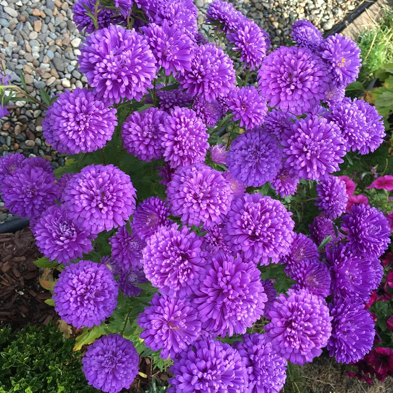 🌹Perennial Double Aster