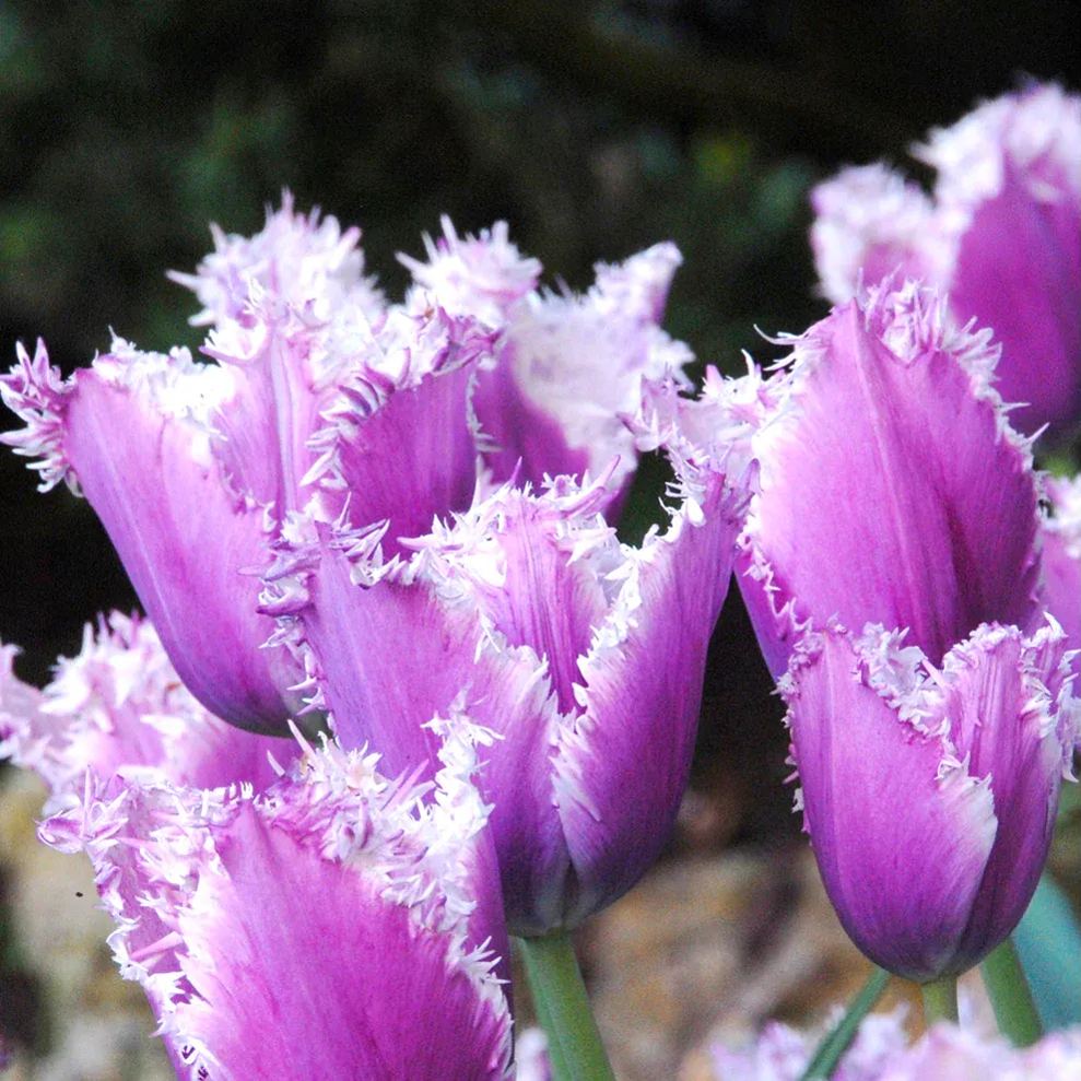 Blue Cummins Tulip Seeds