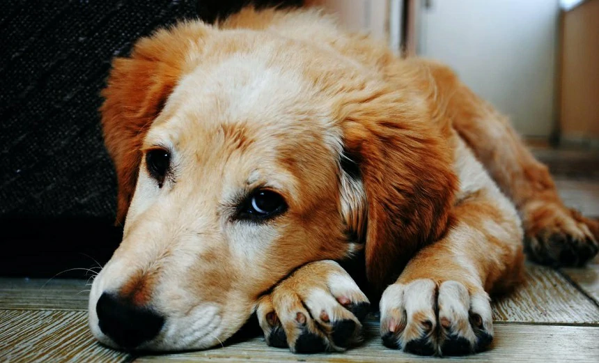 Dying Dog: 10 Heartbreaking But Important Signs Your Dog Is Nearing the End