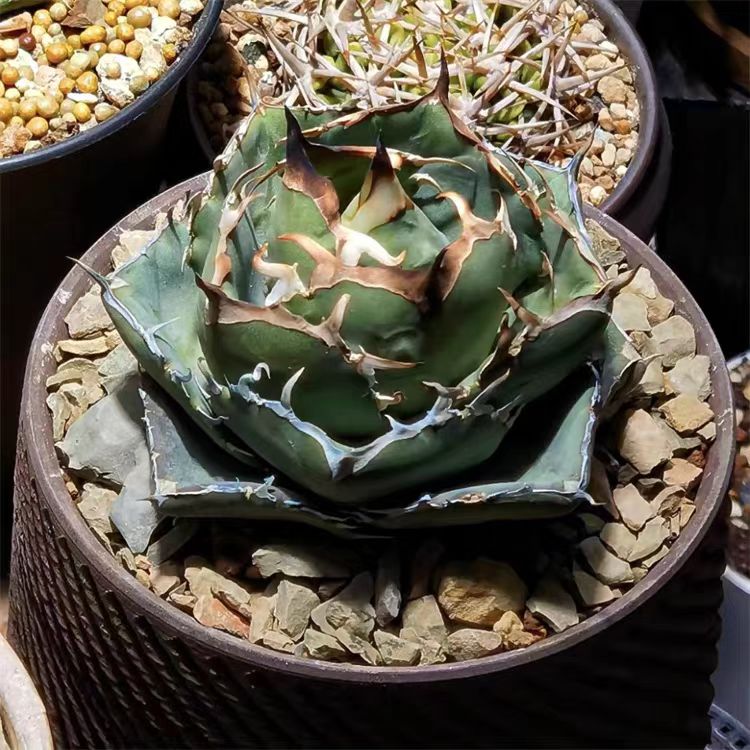 998.Agave Titanota Juggernaut /Agave plants/ Succulent plants