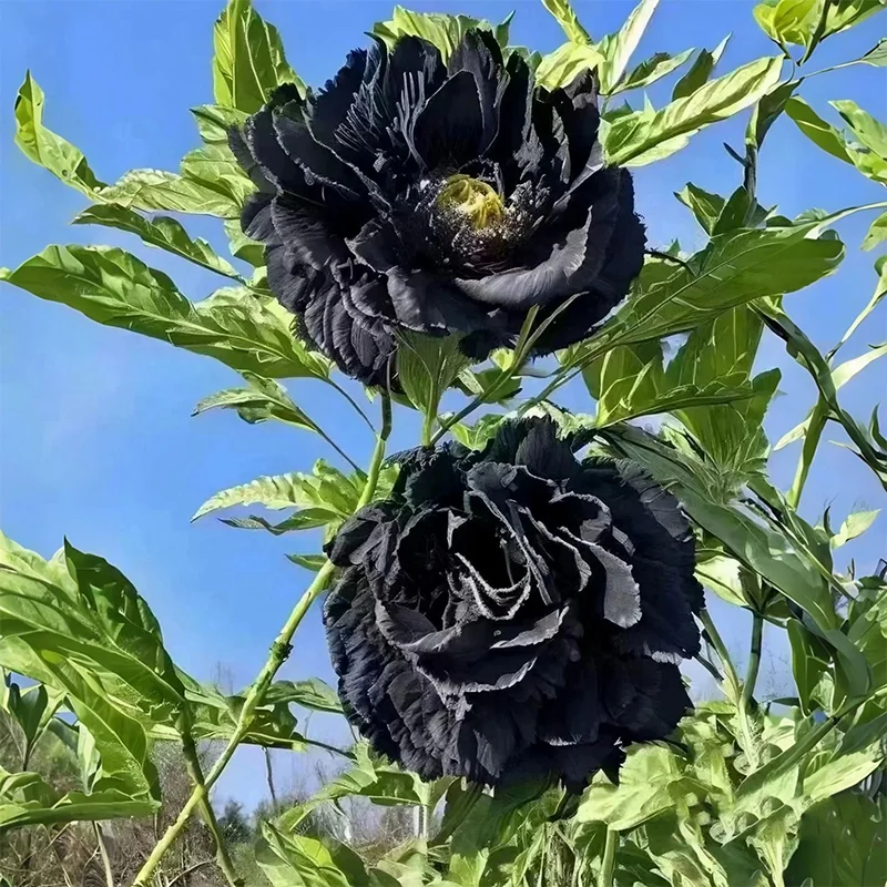 🔥LAST DAY 75% OFF🌺The Queen Of Flowers—Double Petaled Piani