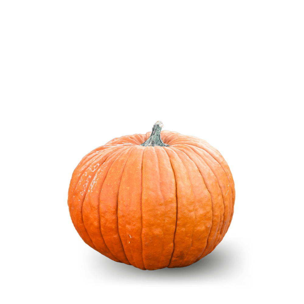 Pumpkin Jack O'Lantern (Halwa Kadu) Seeds – Sweet Orange Flesh