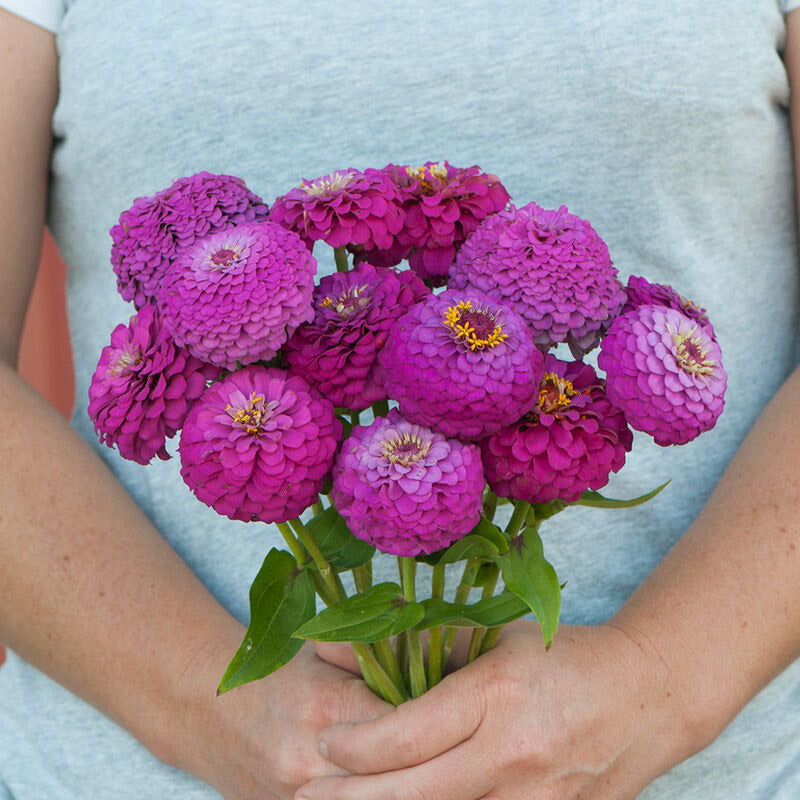 Zinnia Oklahoma Carmine Flower | X 50 Seeds