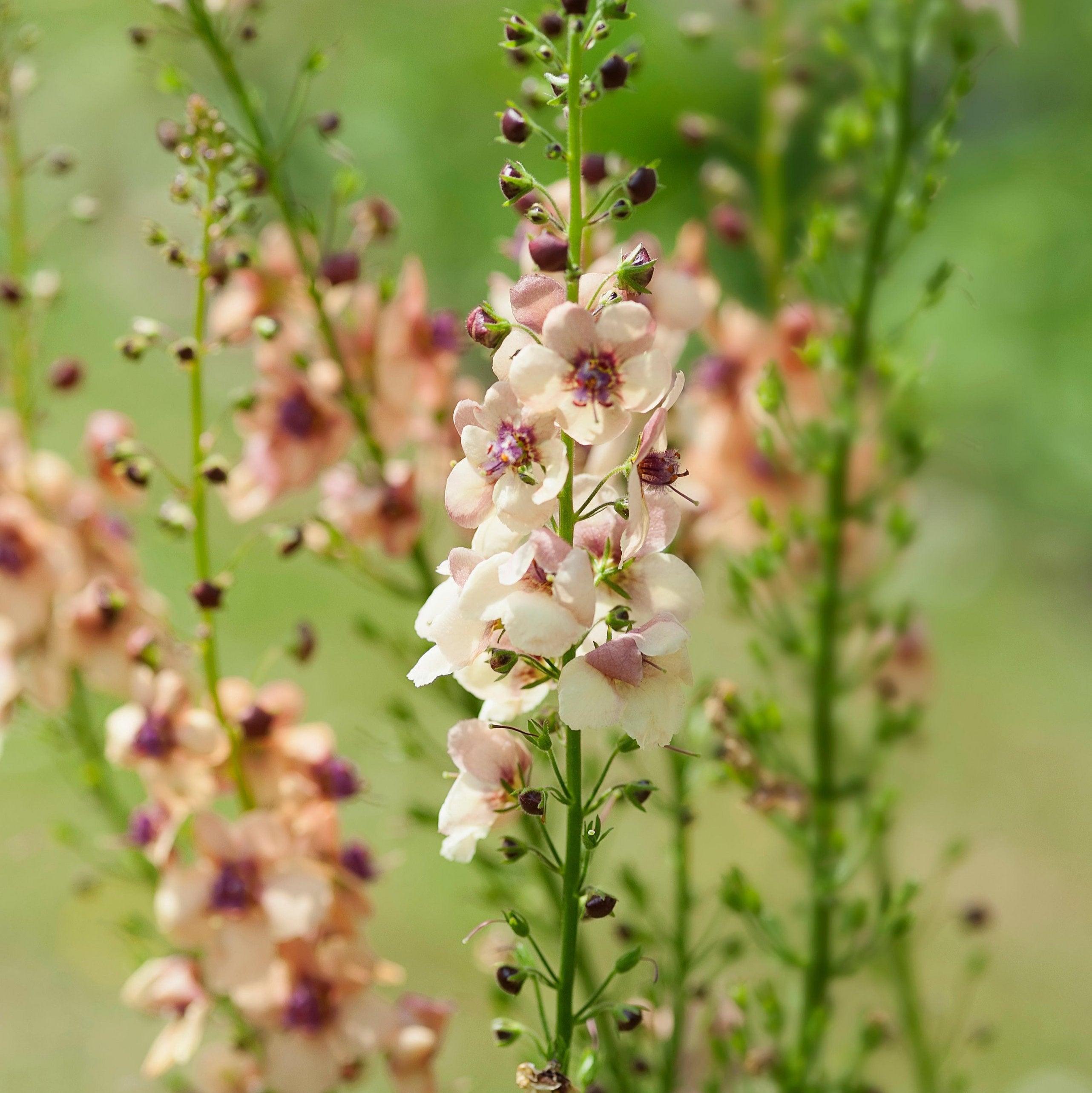 Verbascum hybrida Southern Charm Flower | X 15 Seeds (NOT TO WA)