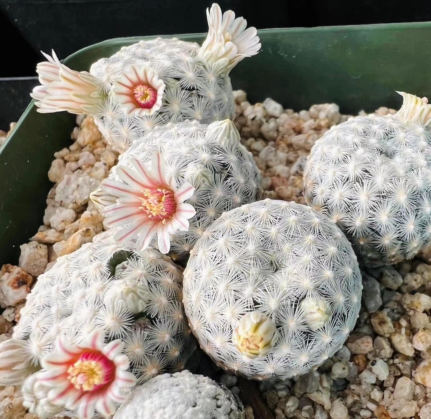 671. Mammillaria lasiacantha suhsp. egregia single head 2-2.5cm /Cactus  plants / Succulent plants/Garden landscape / Carefully select healthy plants
