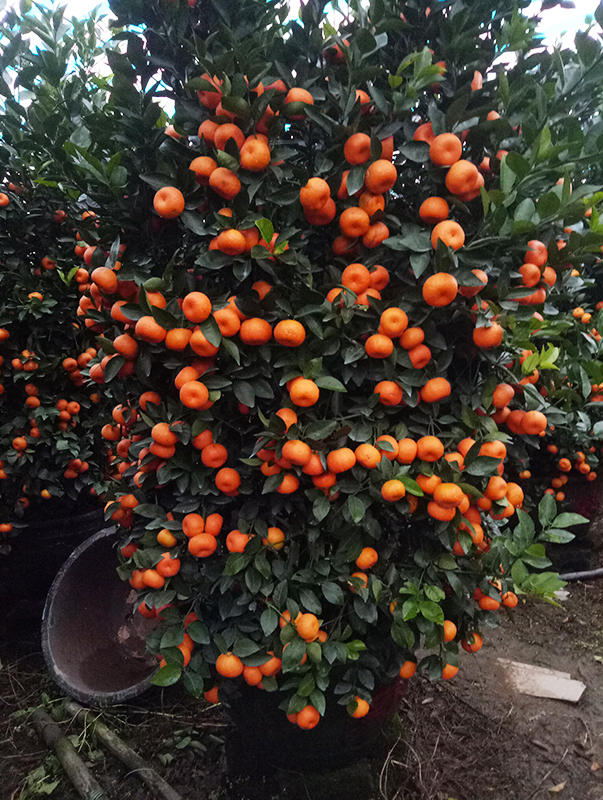 🍊Red Tangerine Seeds-Sweet, Juicy, Abundant Harvests