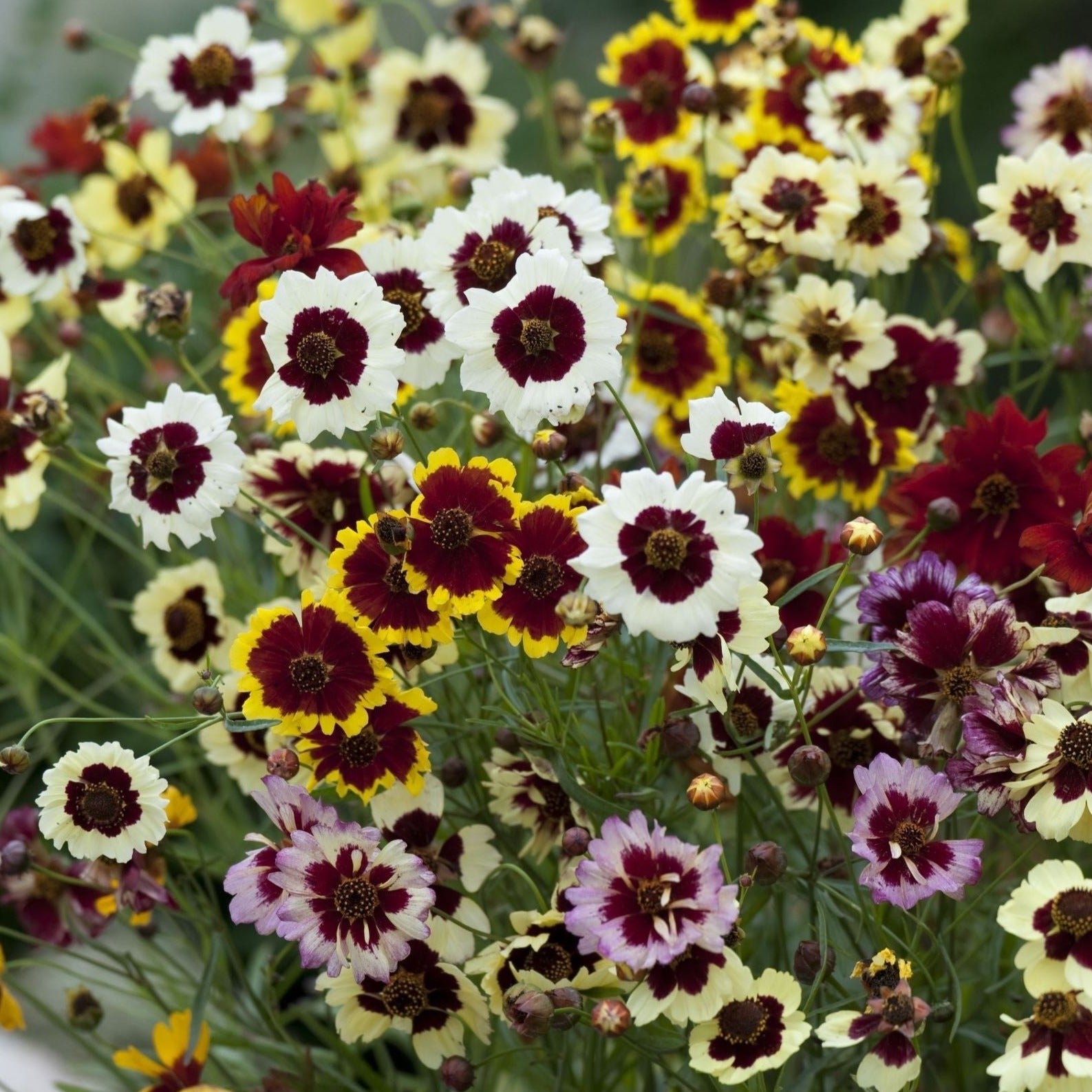 Coreopsis Hybrida Incredible Tall Mix Flower | X 50 Seeds (NOT TO WA)