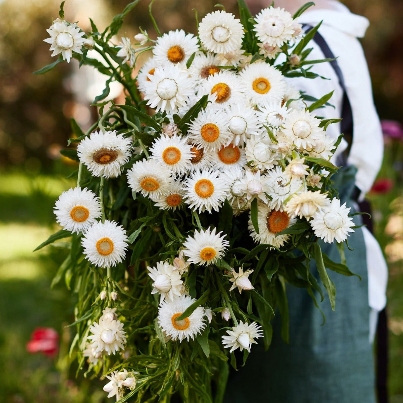 Everlasting Strawflower White | X 100 Seeds