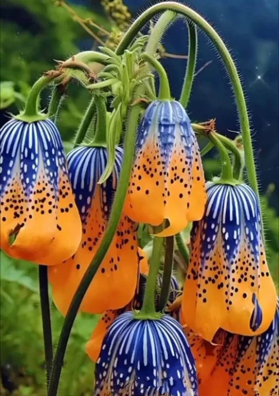 Blue-Patterned Fritillaria Imperialis