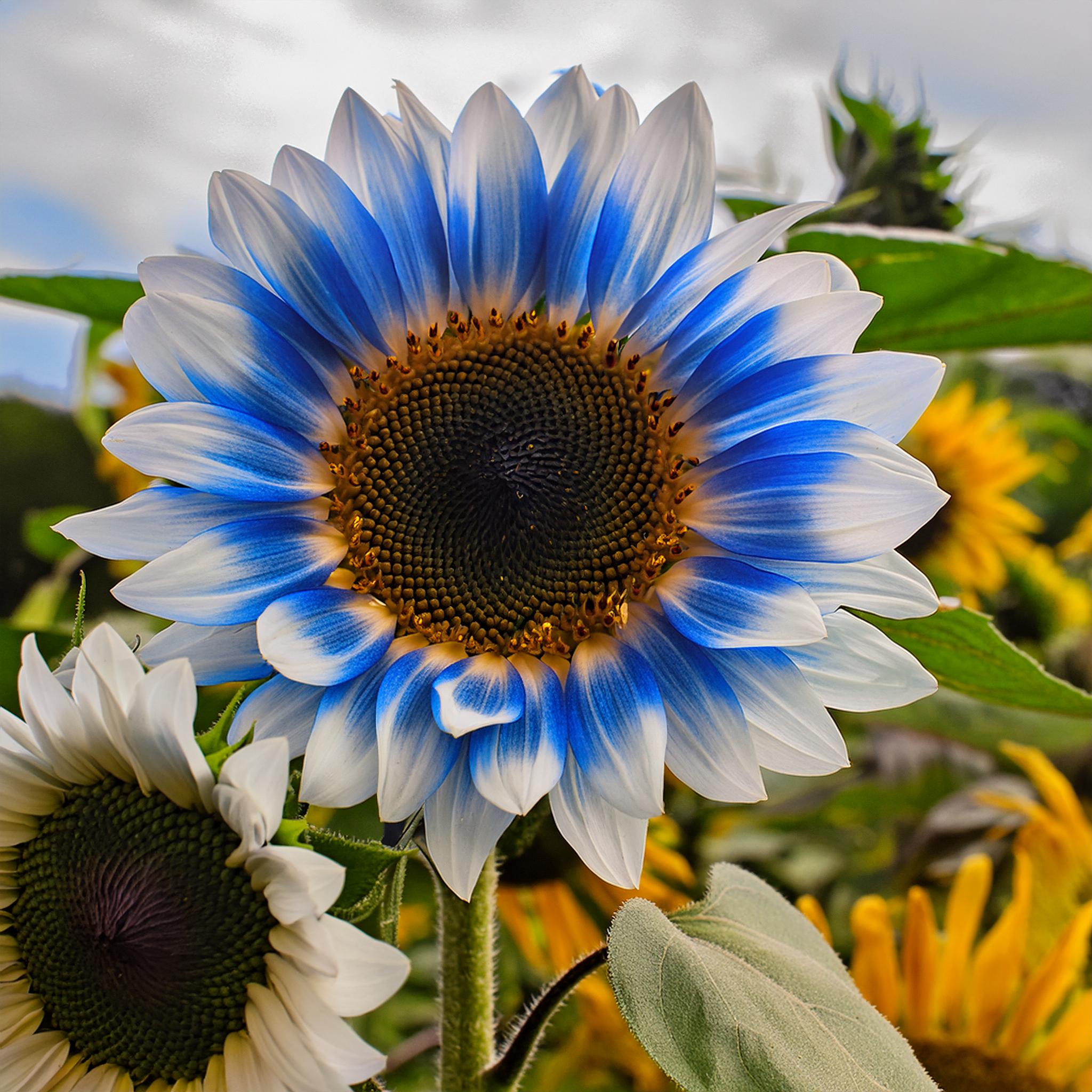 Blue online Sunflower