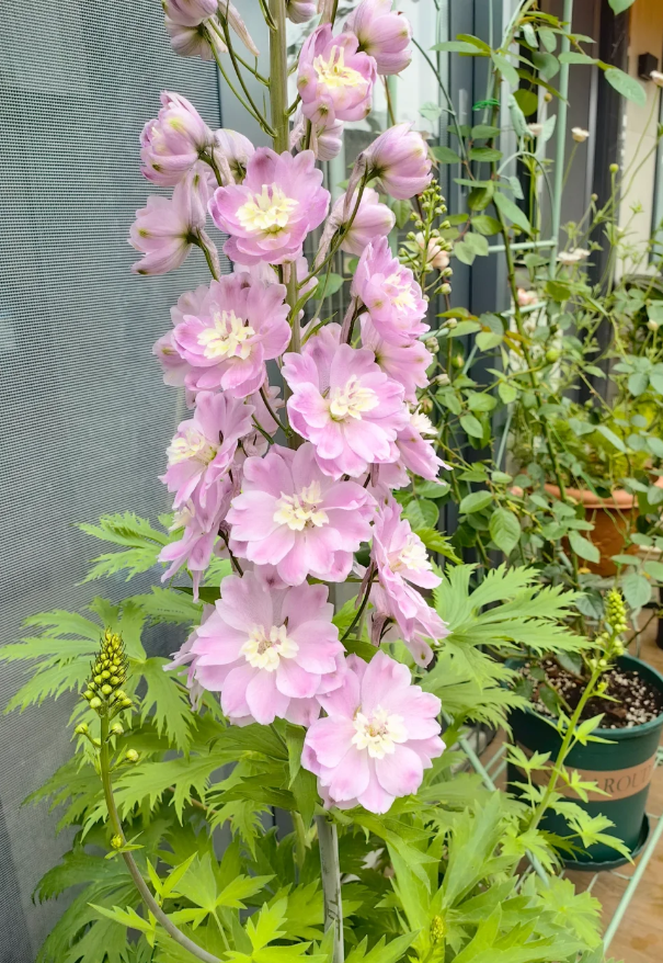 🕊️🌸Long-lasting, perennial bloomers - delphiniums