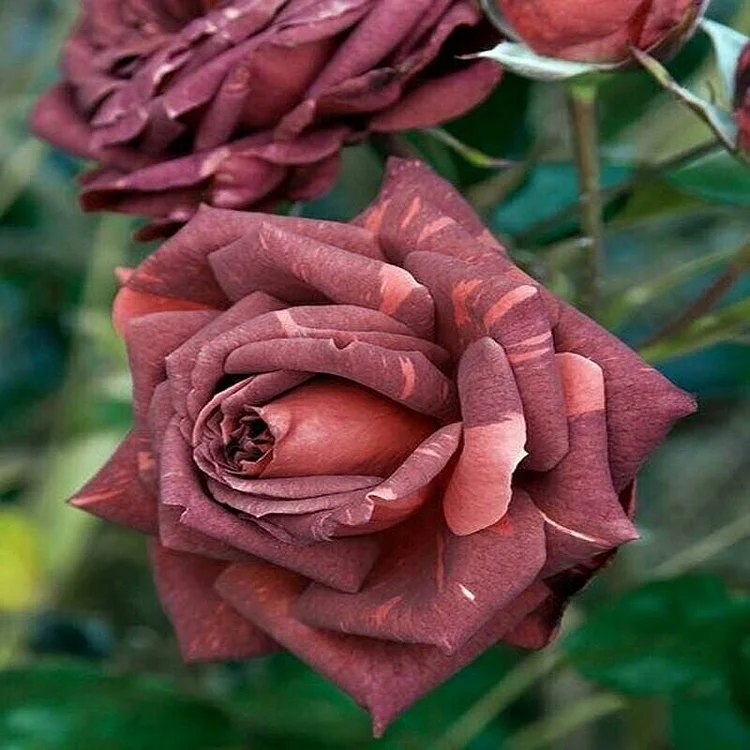 Brown pink roses
