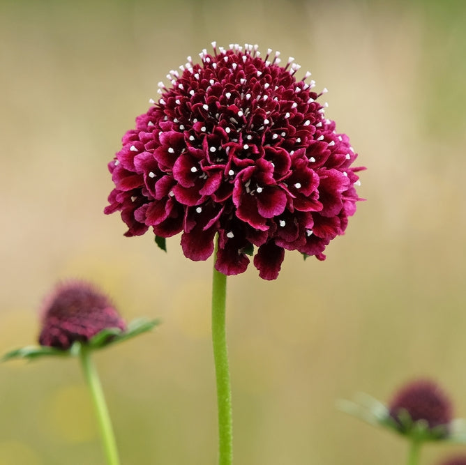 Scabiosa Merlot Pincushion Flower | X 40 Seeds