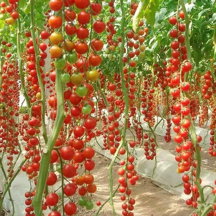 100% Germination rate-Waterfall Tomatoes Seeds-High Yield