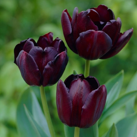 Queen of the Night Tulip Seeds