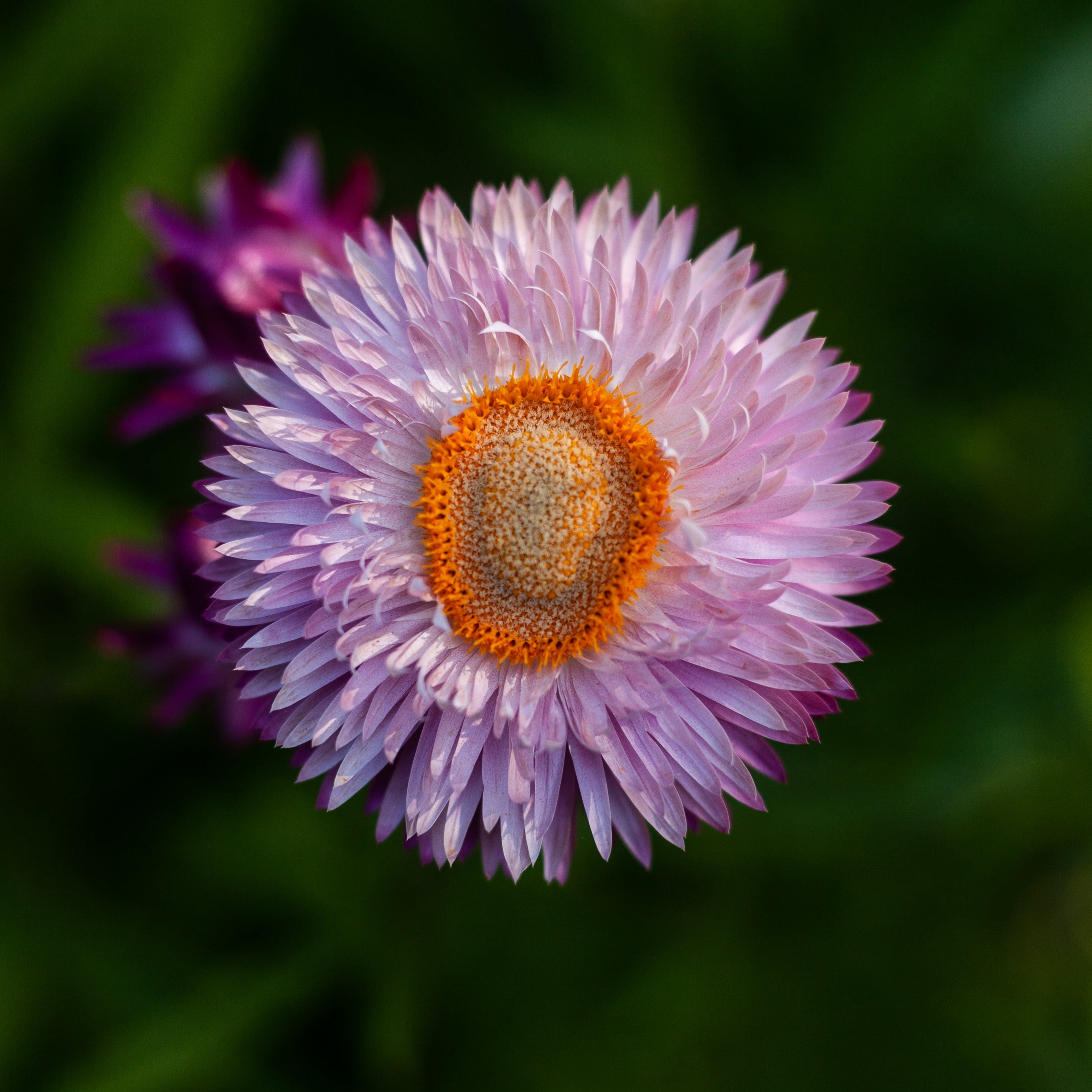 Everlasting Strawflower Bright Rose Pink | X 100 Seeds