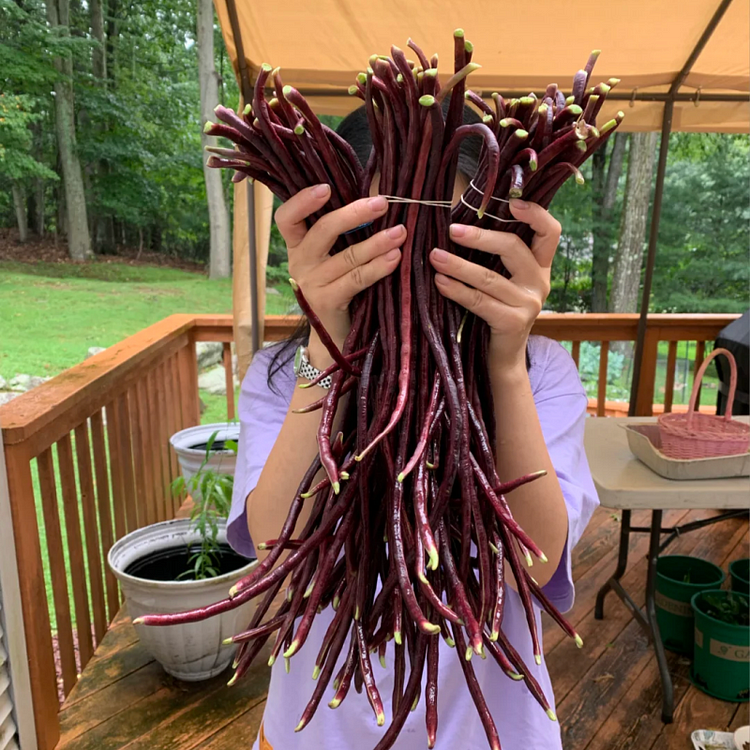 💜Purple Cowpea🔥 High appearance, high nutrition, easy to grow!