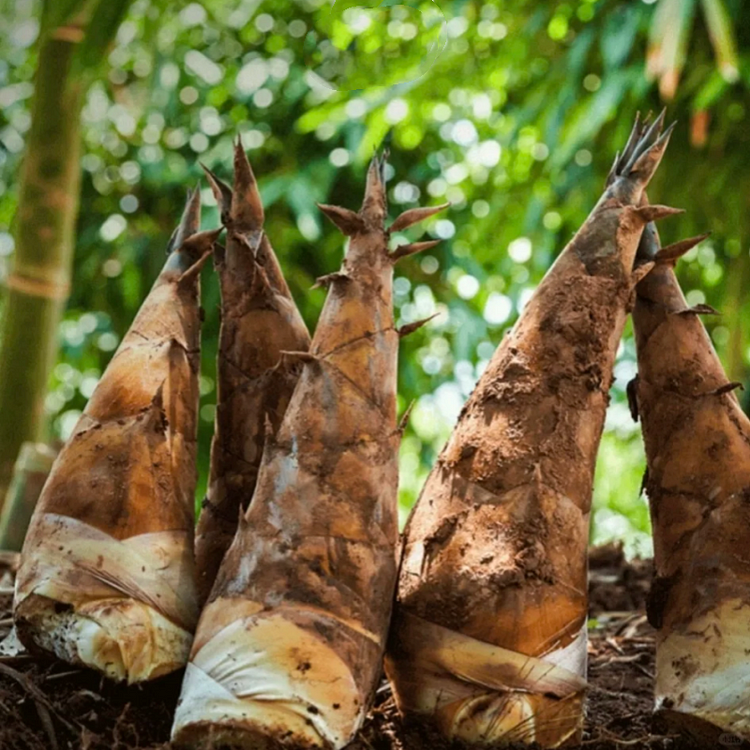 Sweet Dragon Bamboo Shoots - King of Bamboo Shoots๐