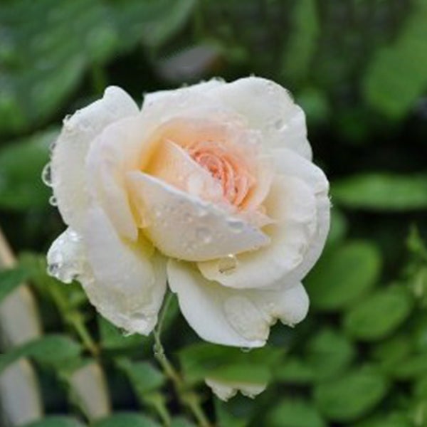 thumbnail image 2 of 10 Climbing White Rose Seeds – Perennial Flower Bush – Easy Grow, Shade Tolerant – Toadstool Seeds 2 of 6