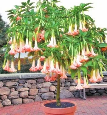 50pcs/Bag Datura Brugmansia Seeds Potted Bonsai Trumpets Angel Flower Seeds
