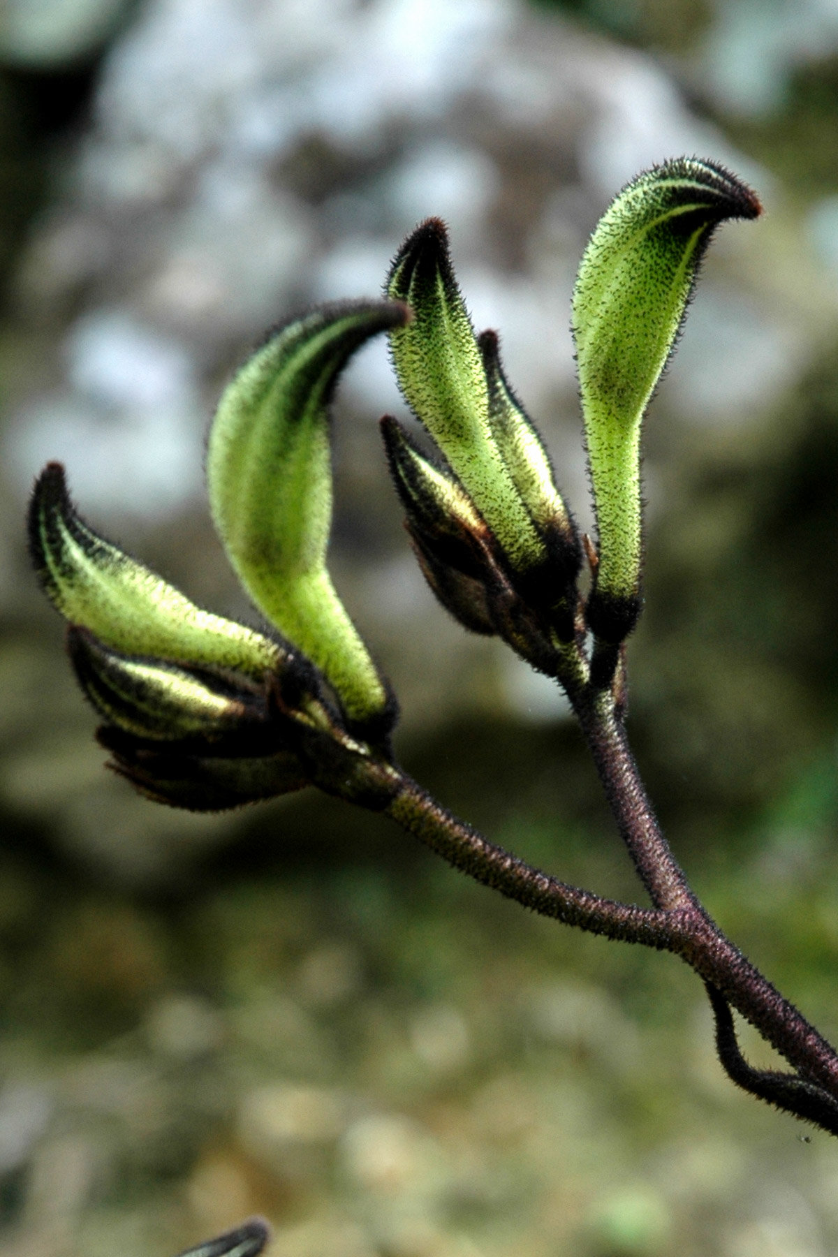 🤶🤶Christmas promotion！Black Kangaroo Paw