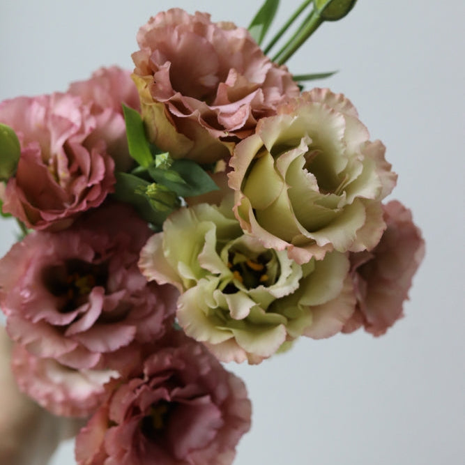Lisianthus Rosanne 3 Brown Flower | X 20 Seeds (NOT TO WA)