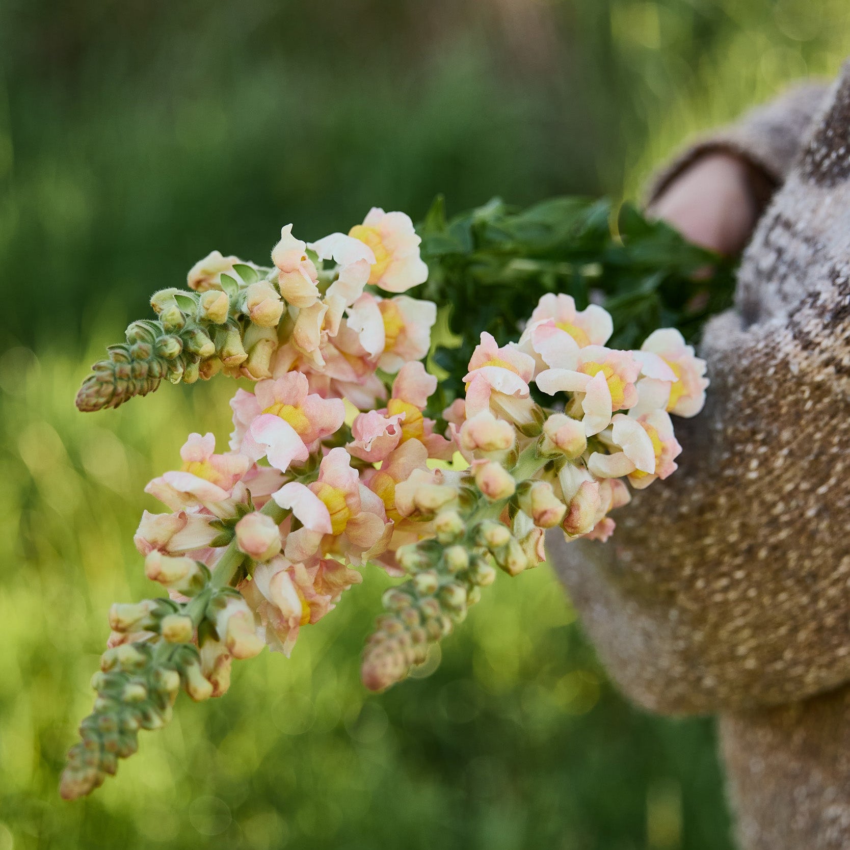 Snapdragon Costa Apricot Flower | X 50 Seeds