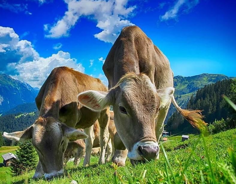 Cows in a pasture – Paint By Numbers - 40*50CM, 501 Original
Cows in a pasture – Paint By Numbers - 40*50CM, 501 Original