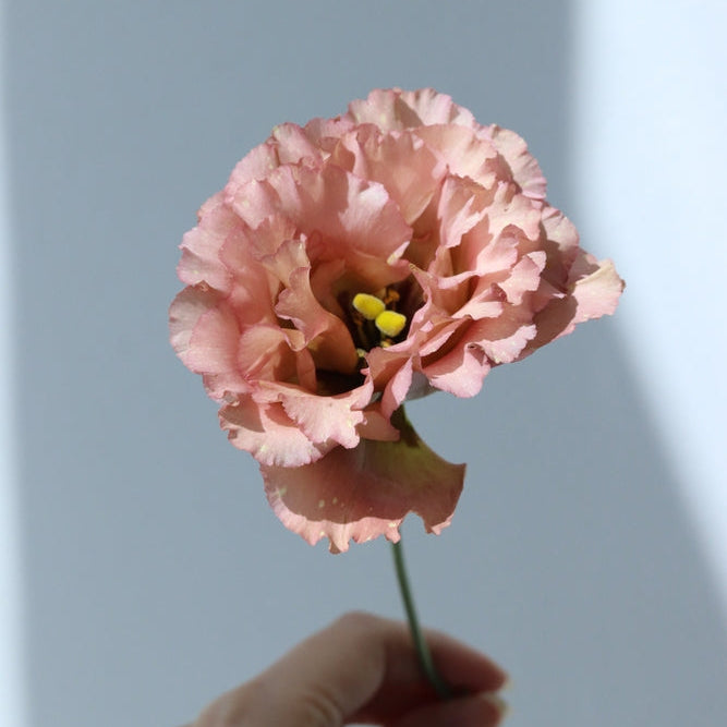 Lisianthus Cafe Drape 2 Flower | X 20 Seeds (NOT TO WA)