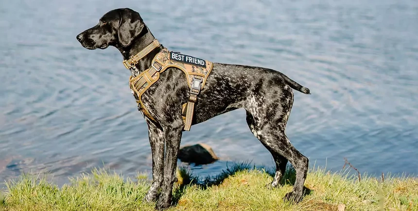 Harness Fit Troubleshooting: 5 Signs Your Dog’s Tactical Vest Is Too Tight