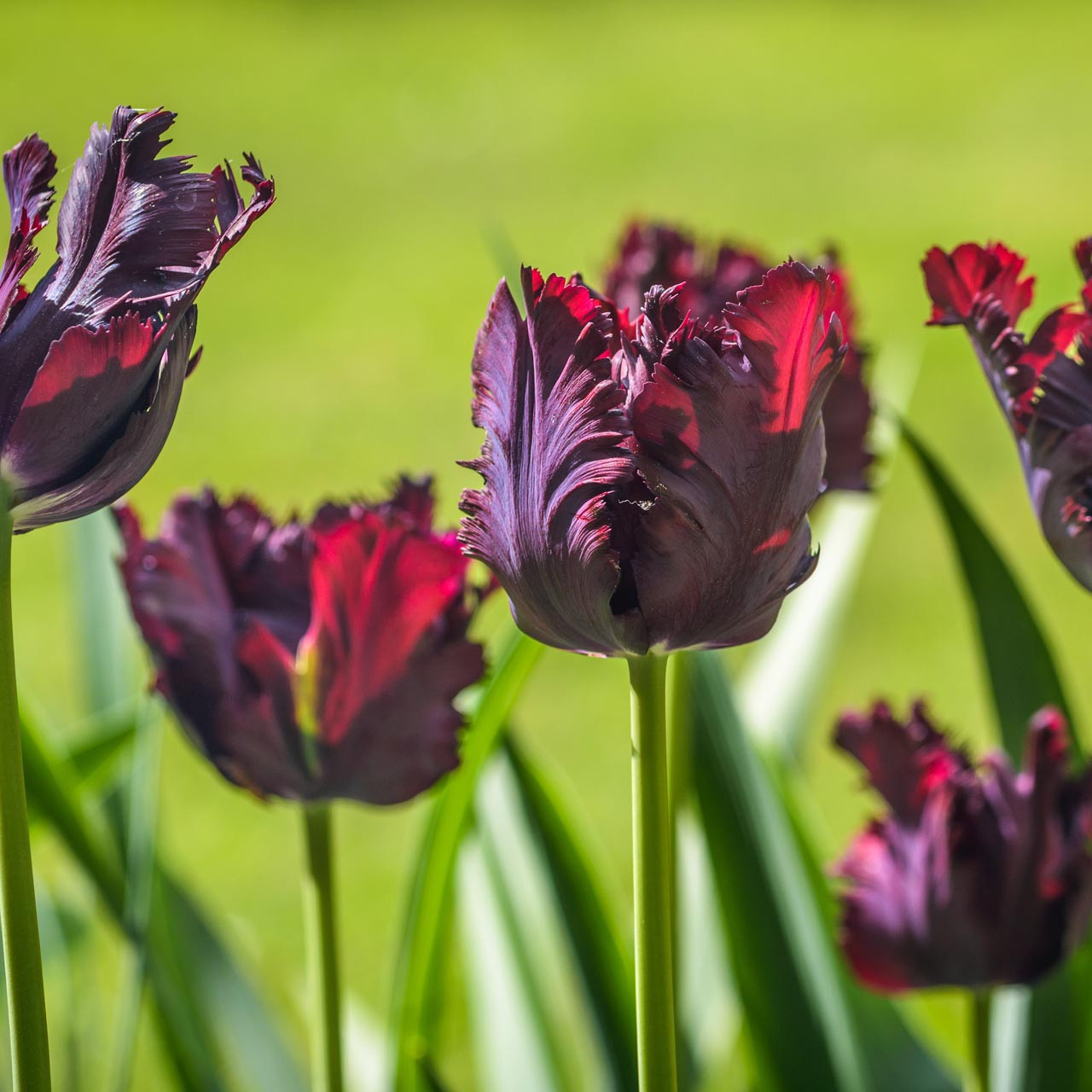 Black Parrot Tulip Seeds