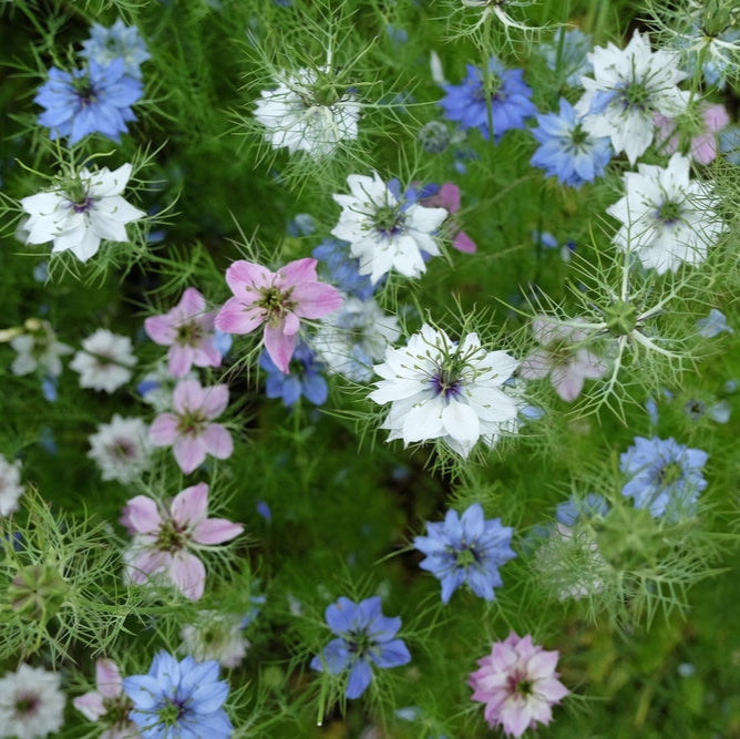 Nigella Double Mix Flower | X 100 Seeds