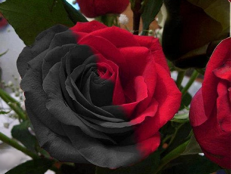 Twin Red Black Rose