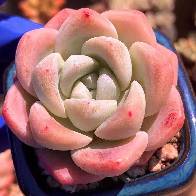 Succulent