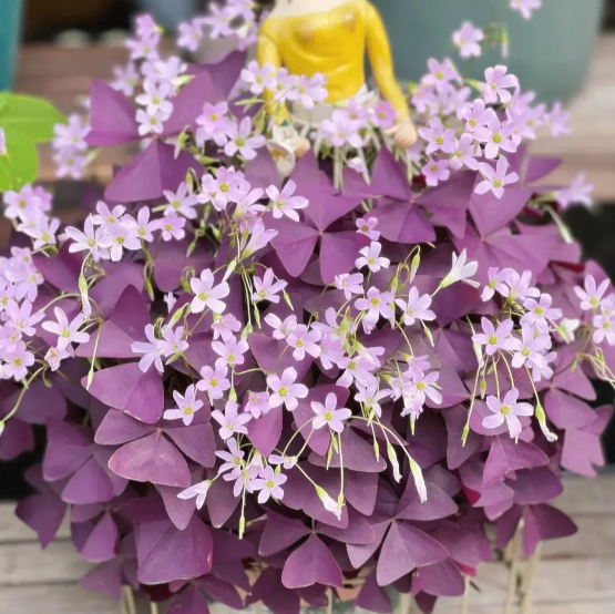 🌿Oxalis Purple Clover Good Luck Plant