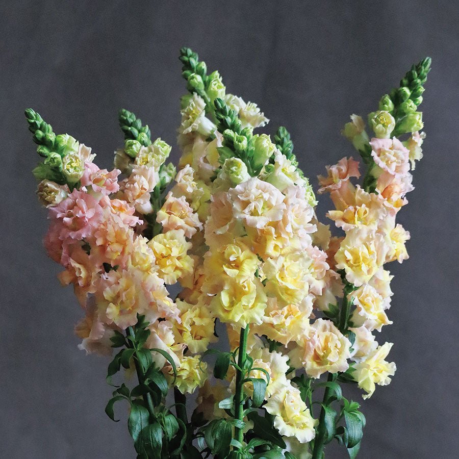 Snapdragon Snapstar Champagne Flower | X 50 Seeds