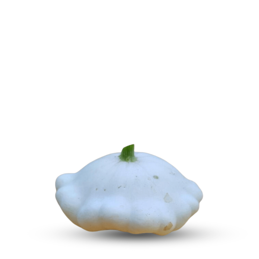 Pumpkin Patisson Blanc Seeds – White Scallop Squash, Edible & Decorative