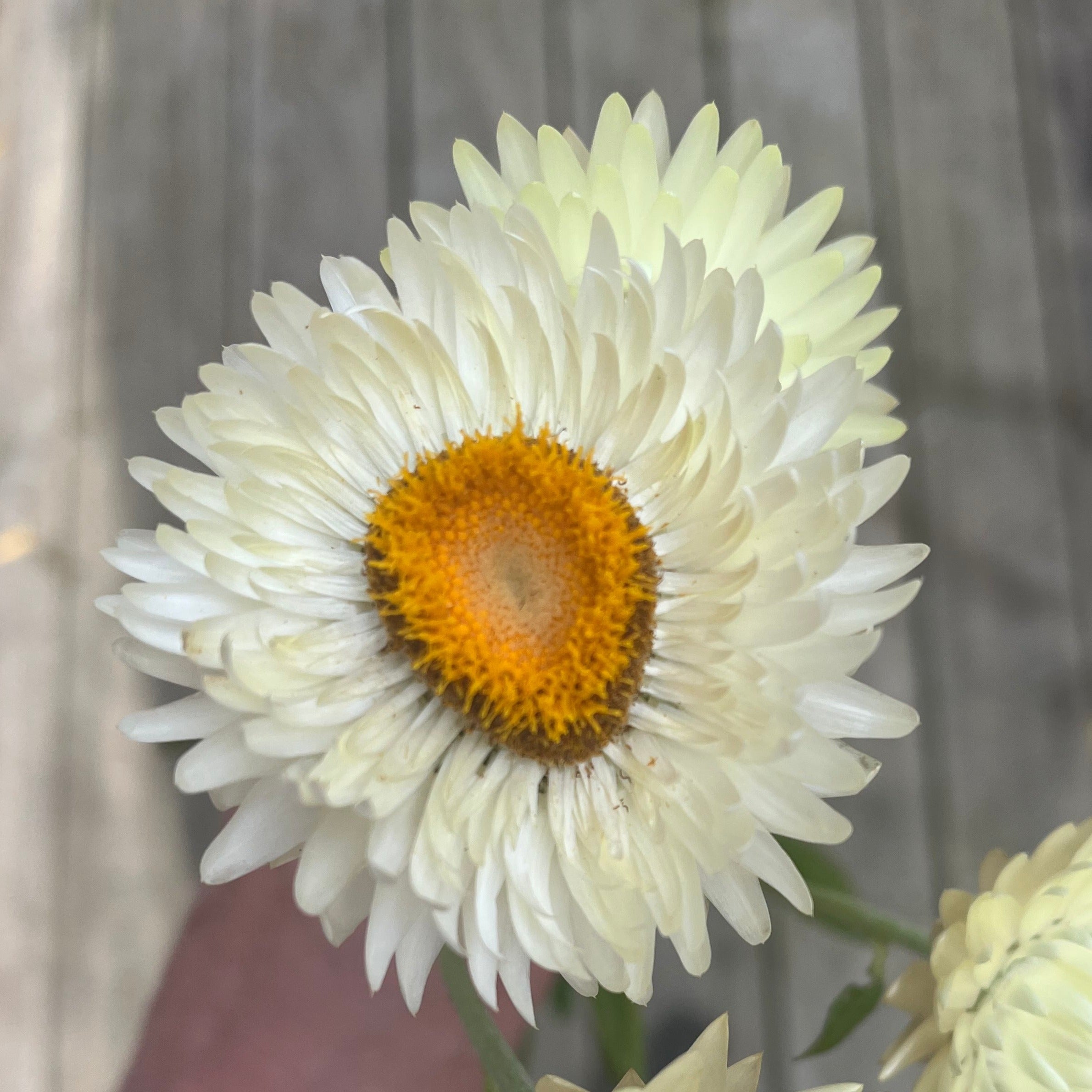 Everlasting Strawflower Lemon Yellow | X 100 Seeds